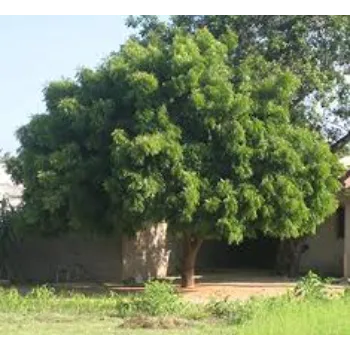 Nice Neem Tree